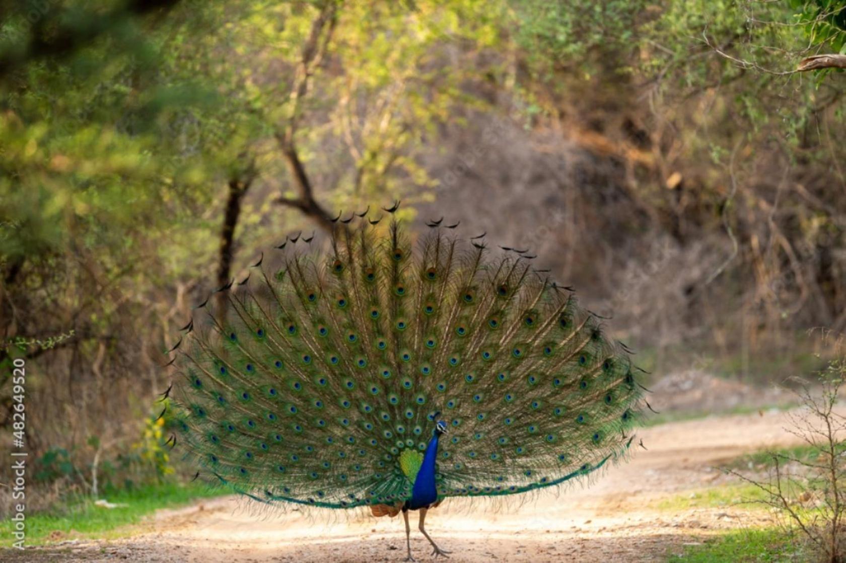 Hotel The Vanashrya Ranthambore à Khilchīpur Extérieur photo